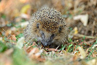 Steam新记录达成 同时在线玩家突破3100万